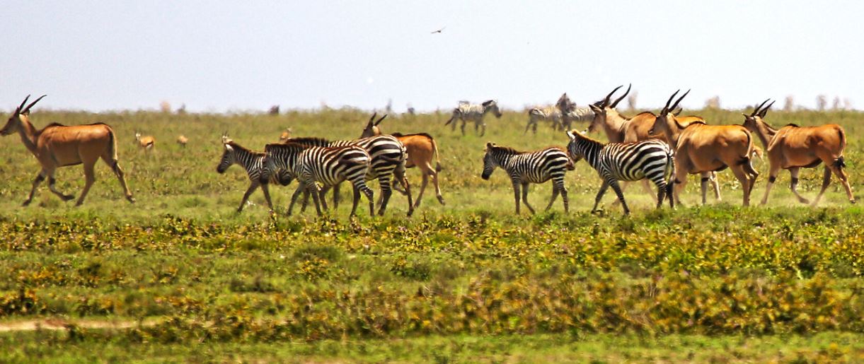 3 Days Ngorongoro and Serengeti safari