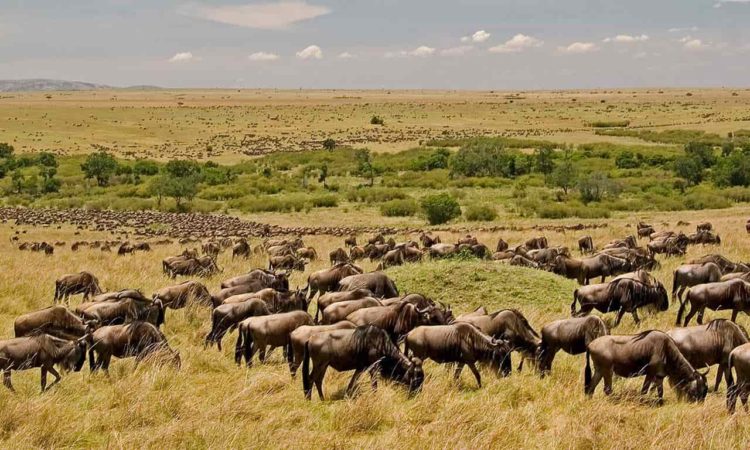 6 Days Ndutu and Serengeti Safari