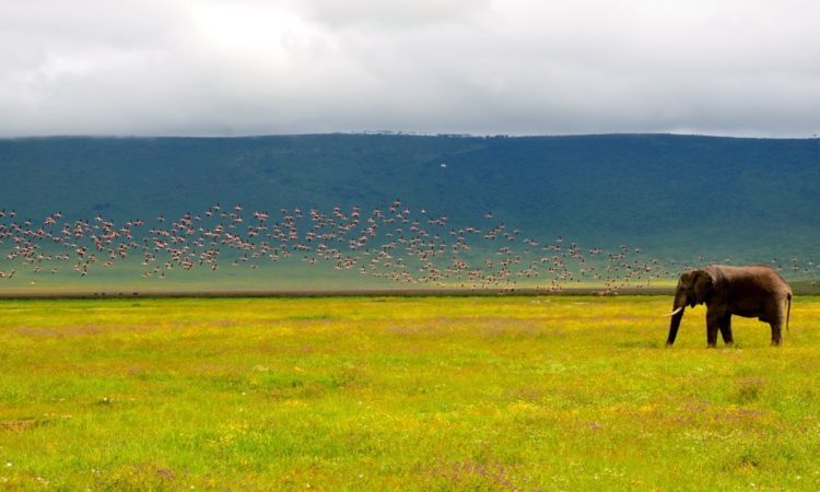 Ngorongoro Meaning
