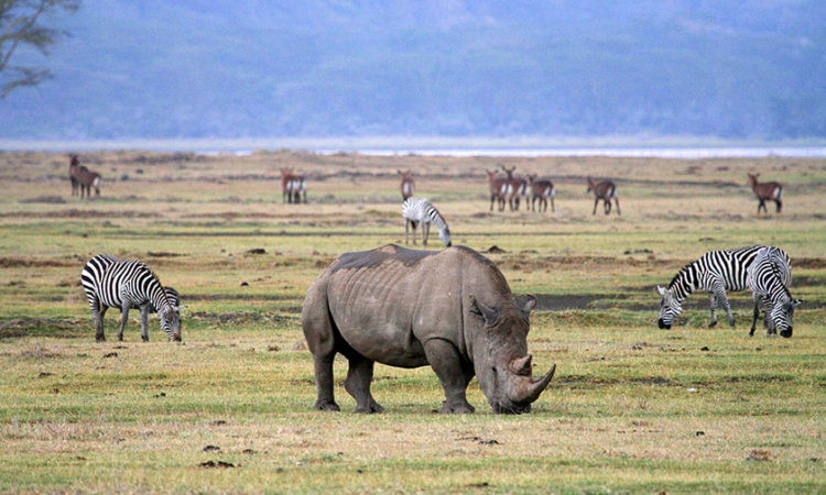 Wildlife In Ngorongoro