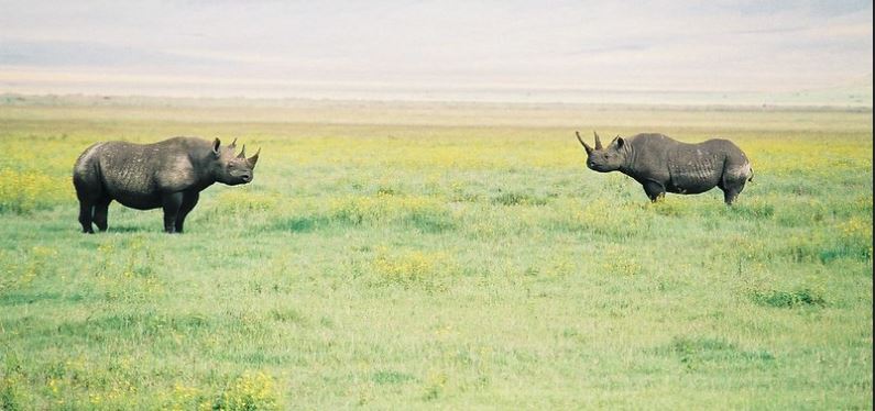 Wildlife In Ngorongoro