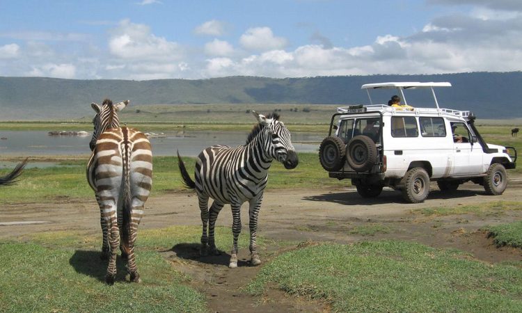 Game Drive in Ngorongoro Conservation Area