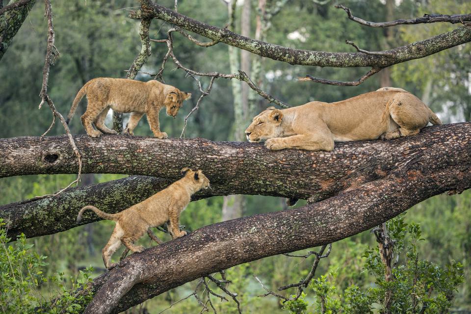 Lake Manyara National Park Tree Climbing Lions