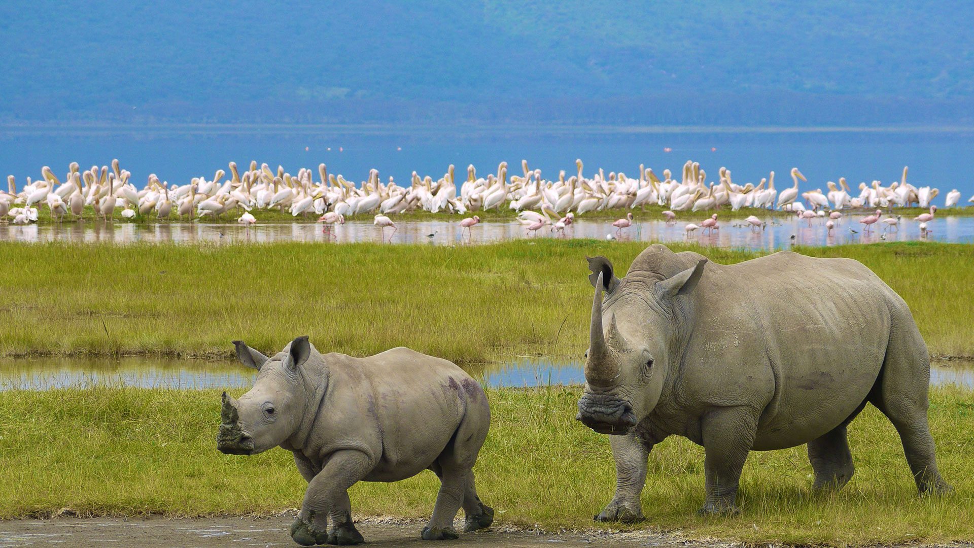 Lake Nakuru National Park | Kenya Tour Destinations