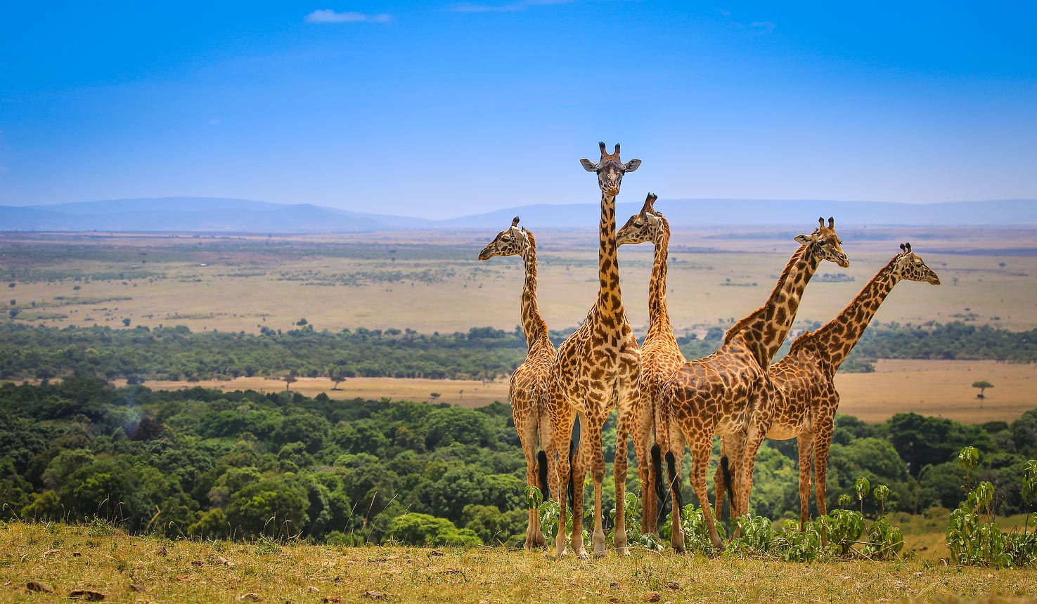 safari serengeti masai mara