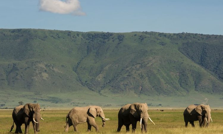 Best time to visit Ngorongoro Conservation Area