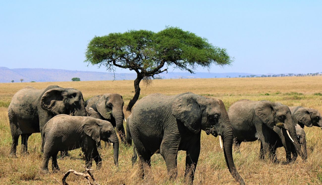 Tanzania Wildlife Safari | Tanzania Safaris | Tanzania Tours