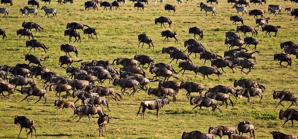 3 Days Serengeti Wildebeest Migration Safari from Ngorongoro