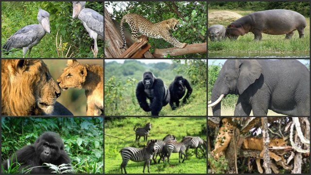 Serengeti National Park Animals | Serengeti Wildlife Safaris | Tanzania Tour