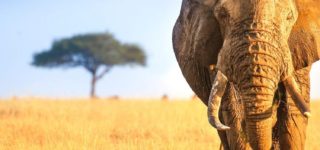 6 days Uganda and Kenya luxury safari