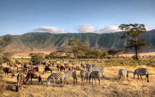 Top 9 common Animals found in the Ngorongoro conservation area