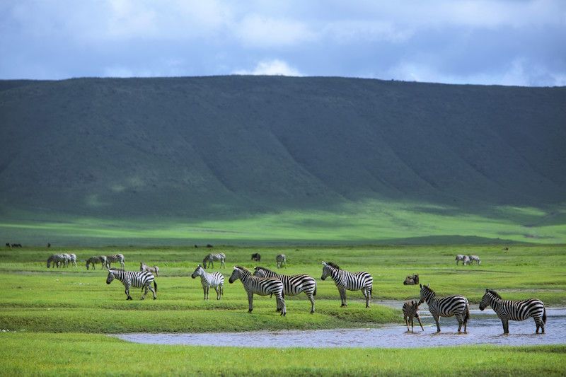Tanzania Safari Trip To Ngorngoro Conservation Area 2023