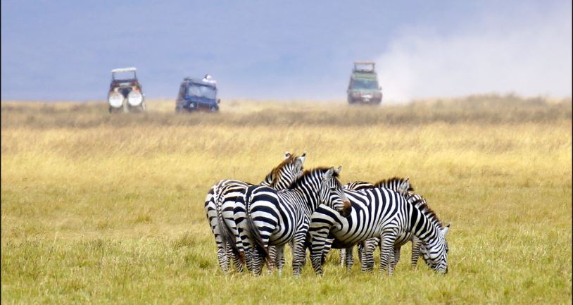 Masai mara vs. Serengeti and Ngorongoro safari
