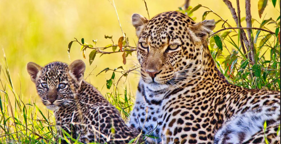 The Leopards of Northern Highland Forest Reserve