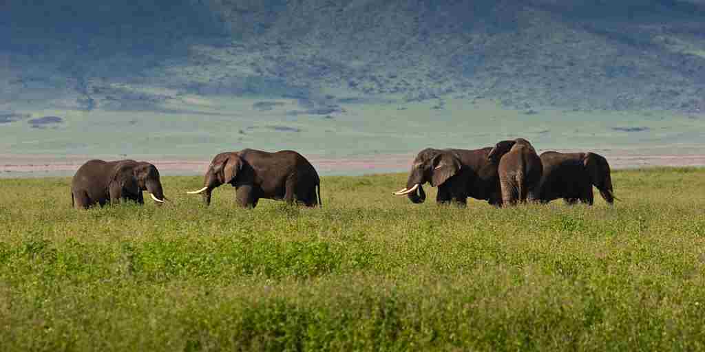 Ngorongoro Crater is Home to Africa's Last Big 5 Tusker Elephants